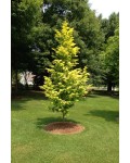 Метасеквоя гліптостробусова ’Голд Раш’|Metasequoia glyptostroboides ’Gold Rush’|Метасеквойя глиптостробусовая ’Голд Раш’